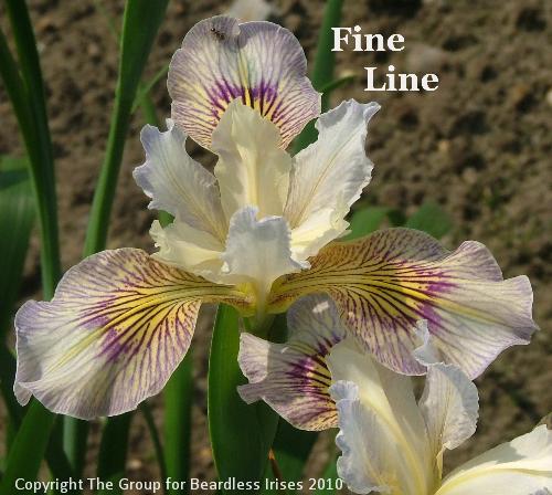 Fine Line